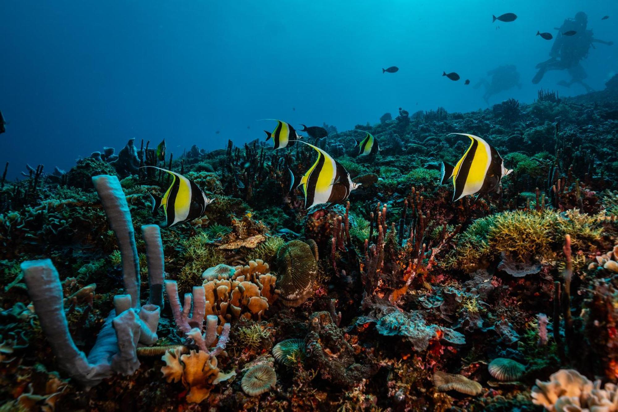 Trawangan Dive Resort Джили Трауанган Екстериор снимка